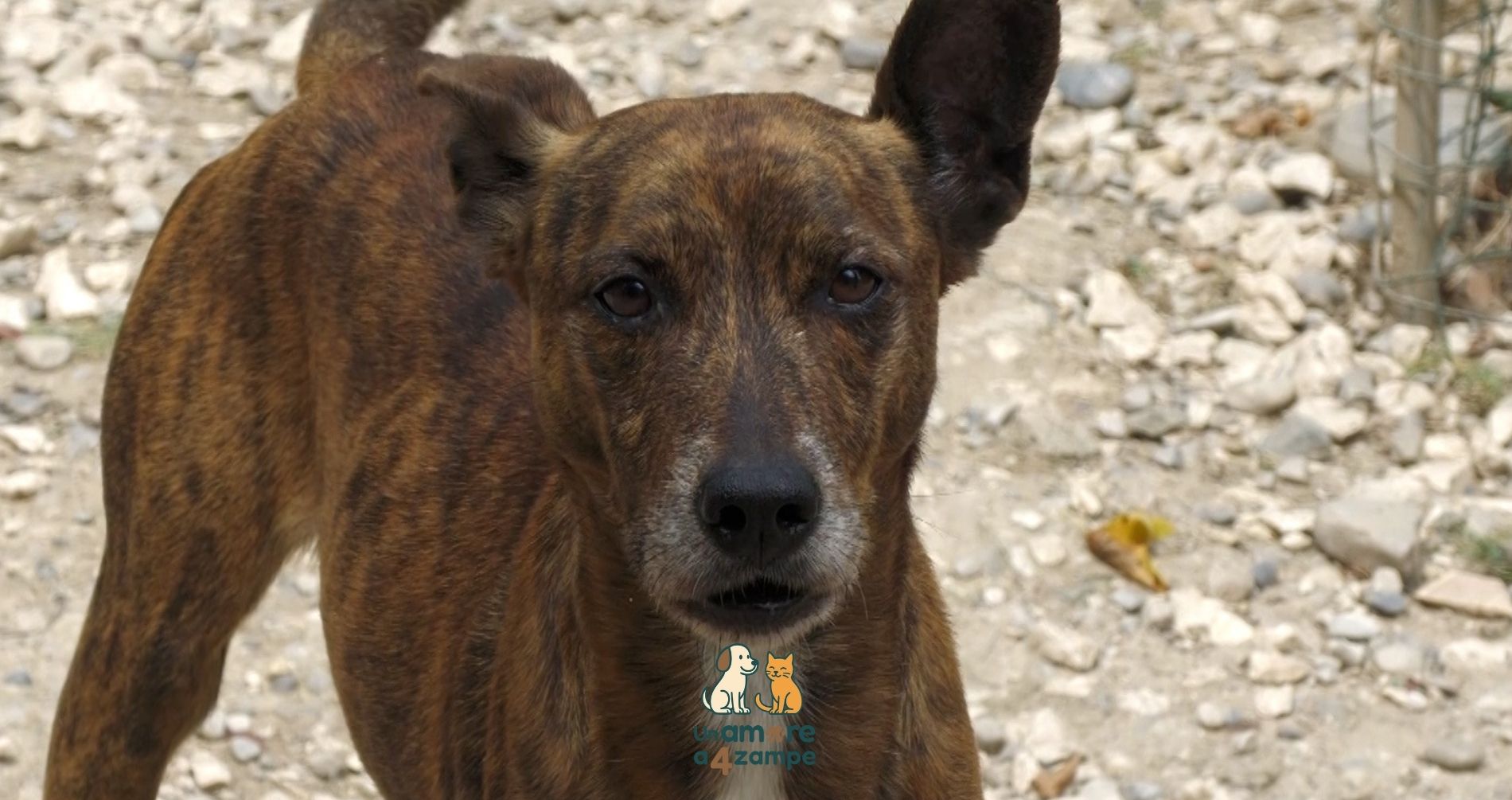 I canili di Brescia, quando l'unione fa la forza.